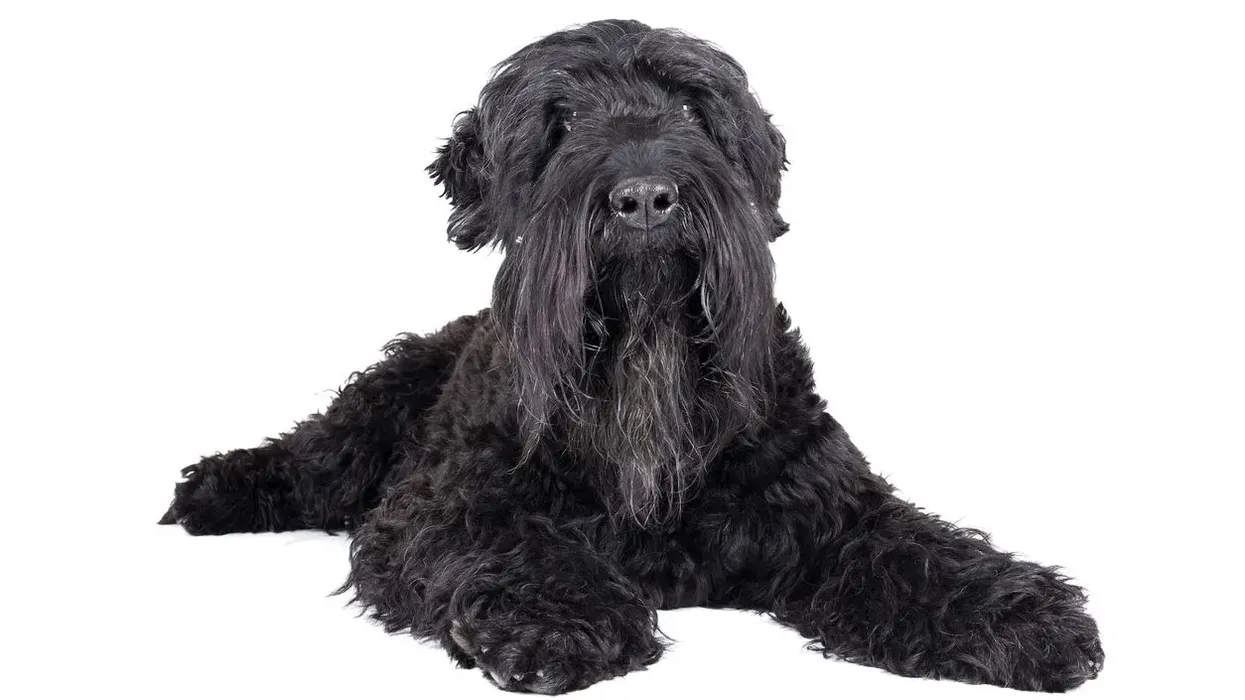 Interesting black Russian terrier facts for kids and adults.