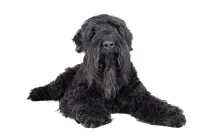 Interesting black Russian terrier facts for kids and adults.