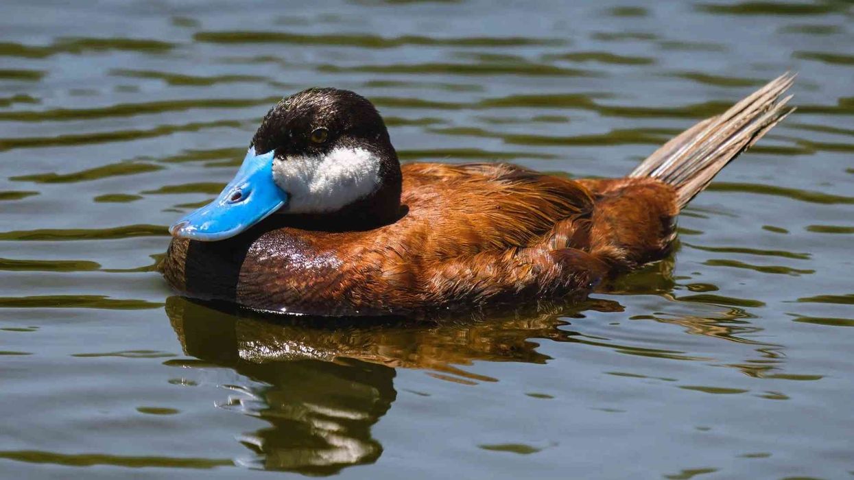 Interesting blue-billed duck facts for kids and adults.