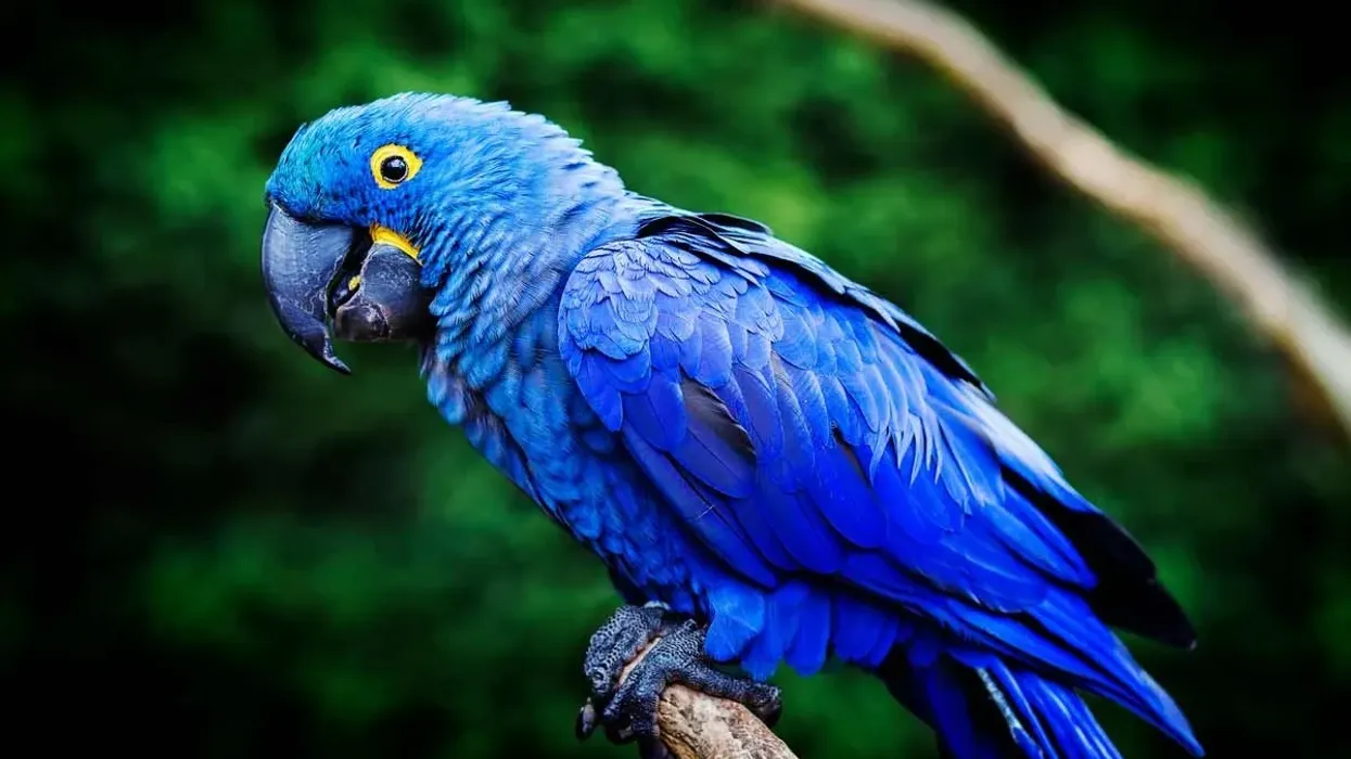 Interesting Blue Hyacinth Macaw facts about a beautiful bluebird population