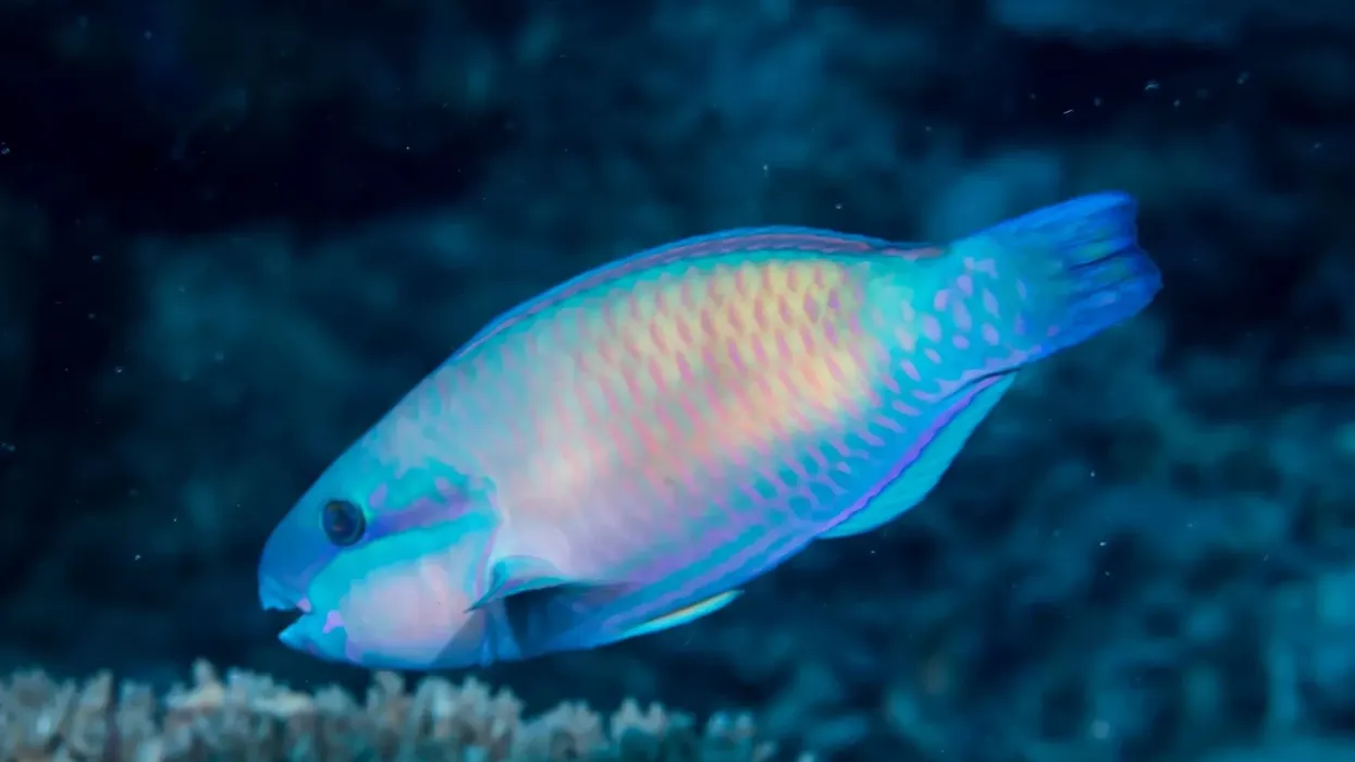 Interesting Bullethead parrotfish facts for kids to enjoy