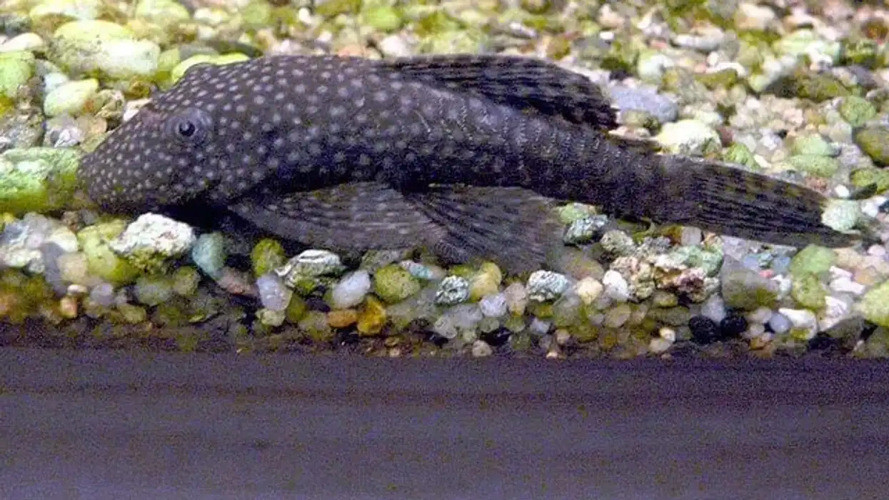 Interesting bushymouth catfish facts for kids.