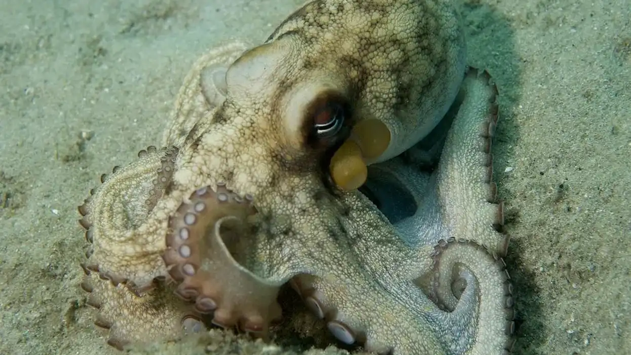 Interesting Caribbean reef octopus facts that will make you love them more.