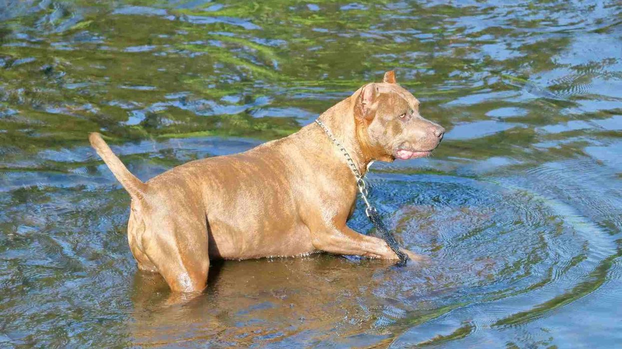 Interesting Catahoula Bulldog facts are great for dog lovers