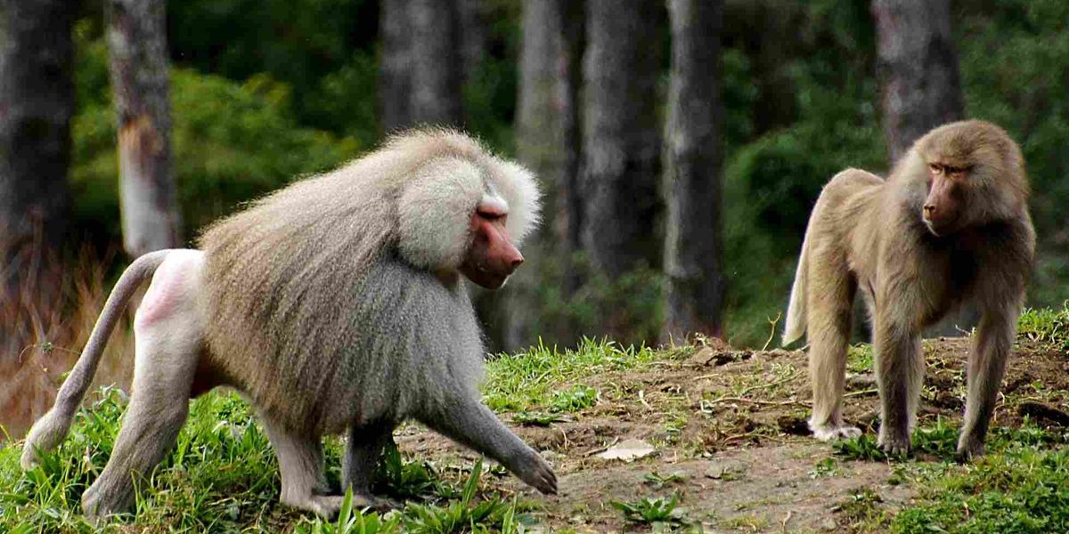 Cercopithecinae Examples Fun Cercopithecinae Facts For Kids | Kidadl