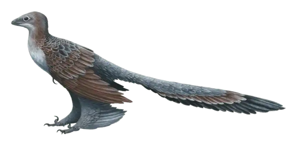Interesting Changyuraptor facts that will keep you captivated.
