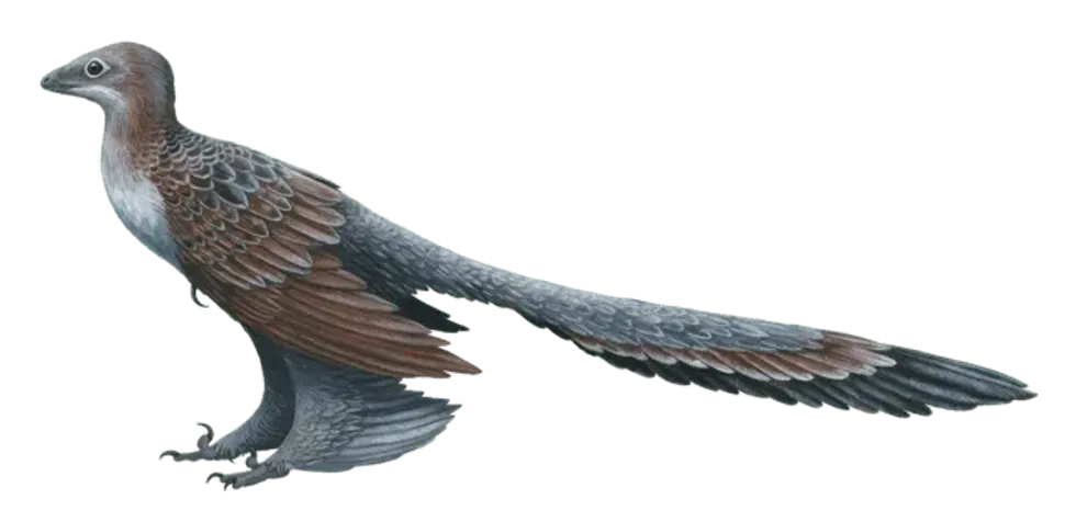 Interesting Changyuraptor facts that will keep you captivated.