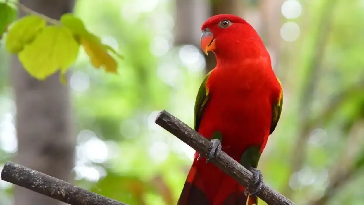 Interesting chattering lory facts are bound to keep you engrossed!