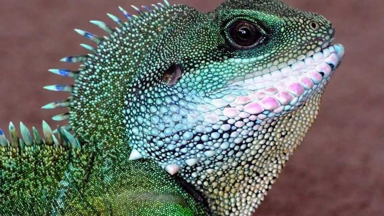 Interesting Chinese Water Dragon facts for children and adults.