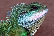 Interesting Chinese Water Dragon facts for children and adults.