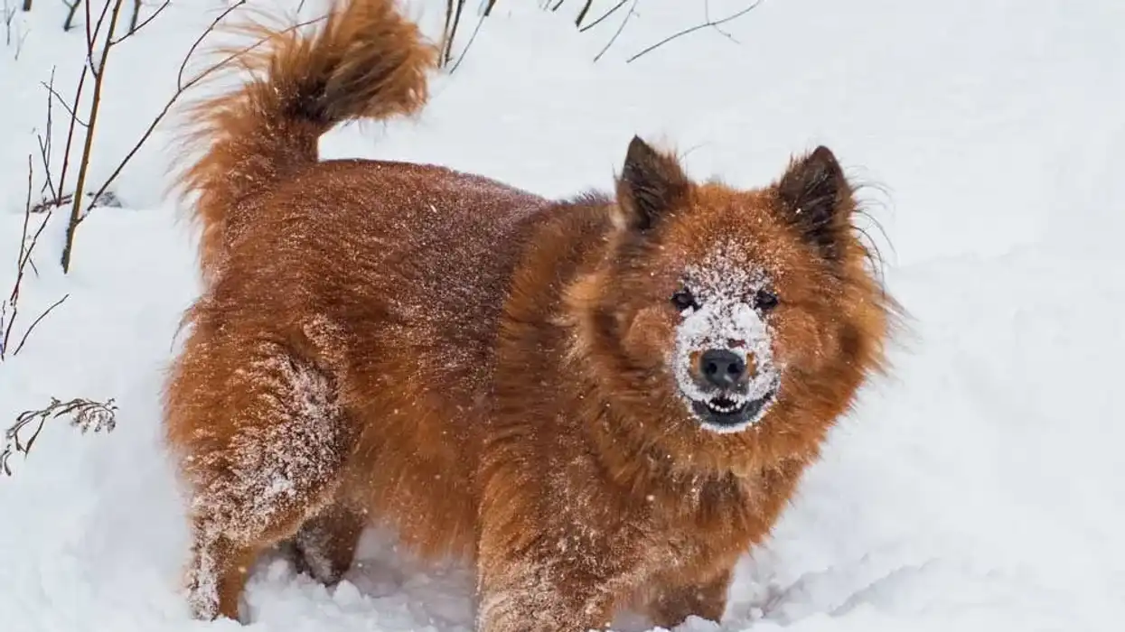 Interesting Chusky facts for an in-depth study of this crossbreed