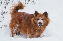 Interesting Chusky facts for an in-depth study of this crossbreed