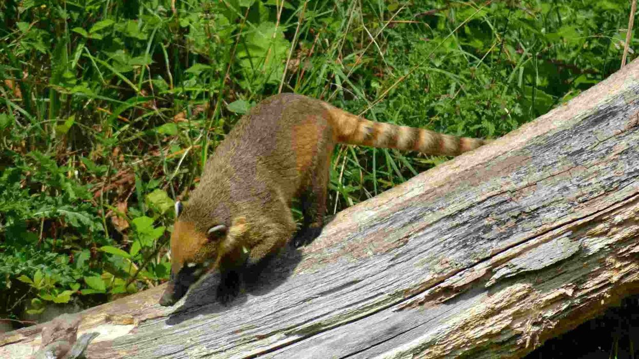 Interesting Coati facts include that this animal is often seen in the Southwestern United States.