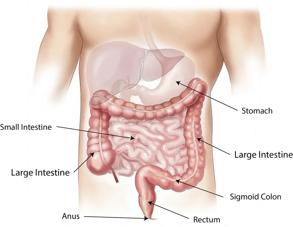Interesting colon facts that you don't want to miss out on.