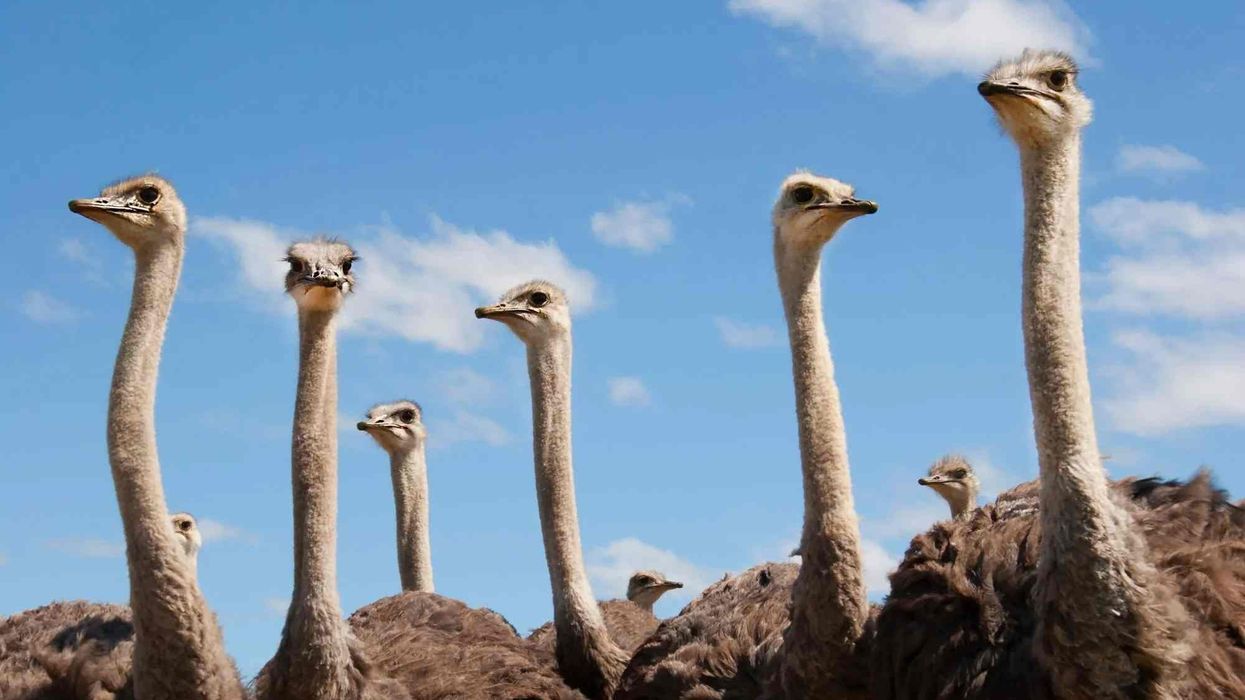 Interesting common ostrich facts that will amaze you.