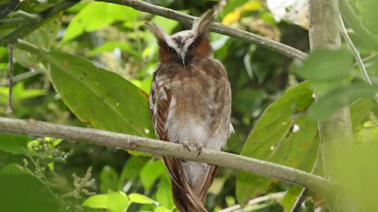 Interesting crested owl facts for kids.