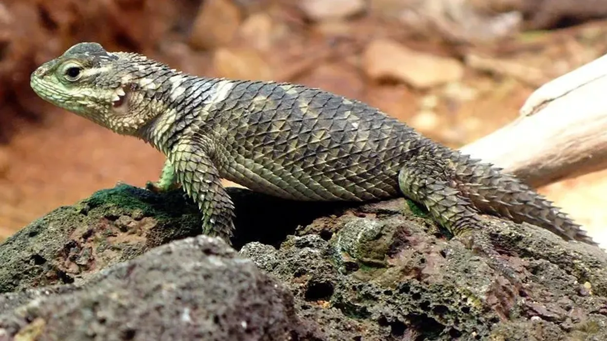 Interesting crevice spiny lizard facts for kids.