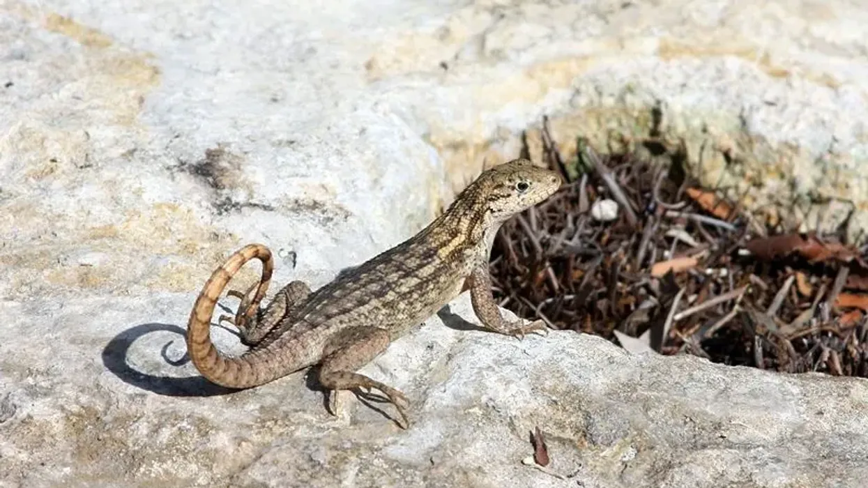 Interesting curly tailed lizard facts for everyone.