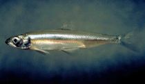 Interesting delta smelt facts kids will love.