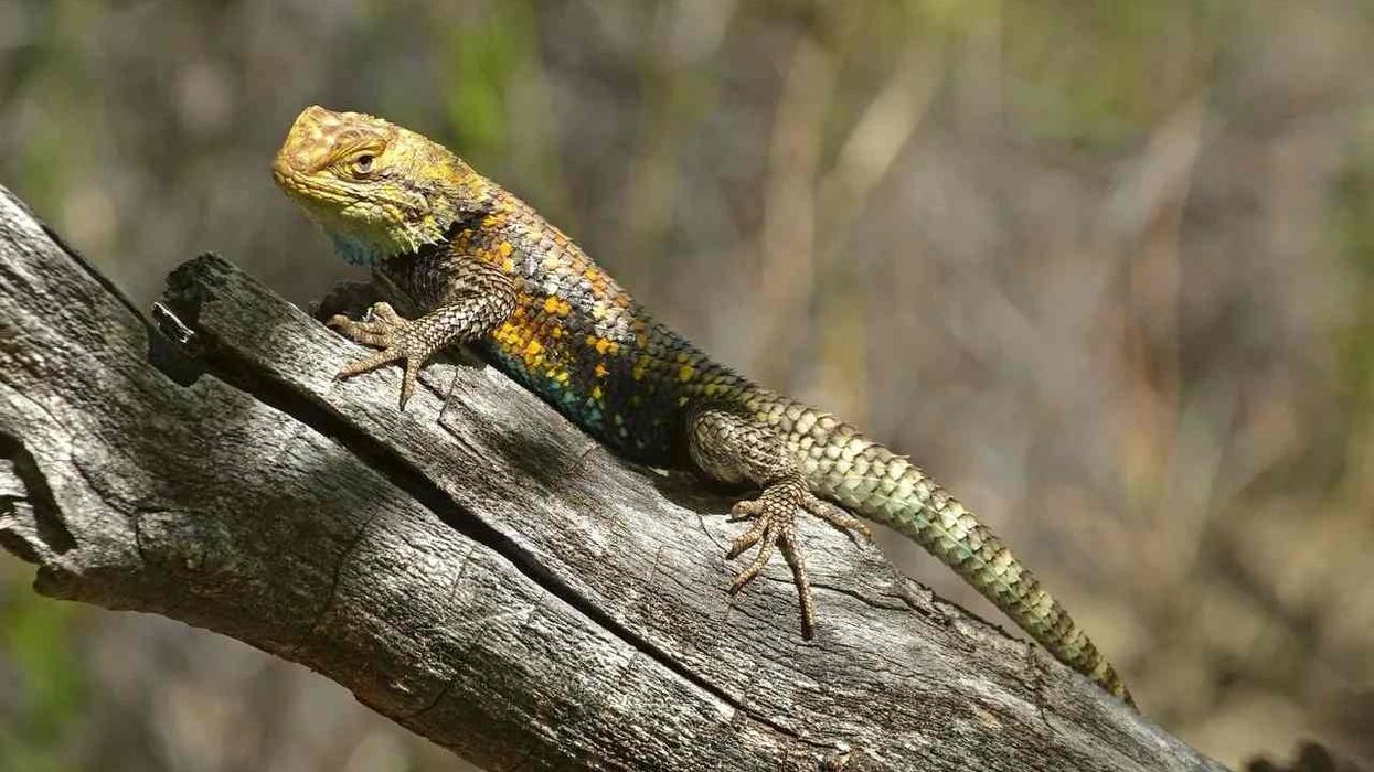 Interesting desert spiny lizard facts for kids.