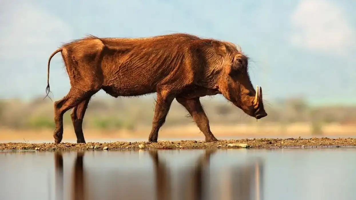 Interesting desert warthog facts for kids.