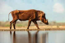 Interesting desert warthog facts for kids.