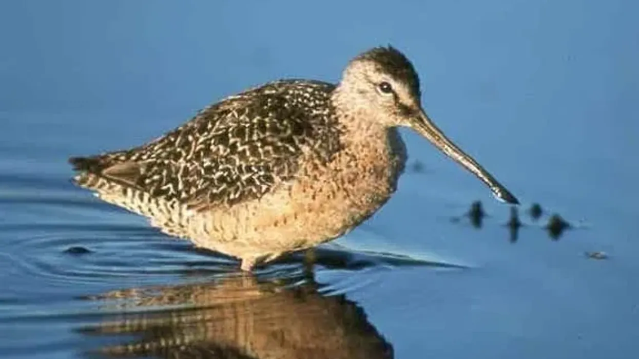 Interesting dowitcher facts, a shorebird with a long bill