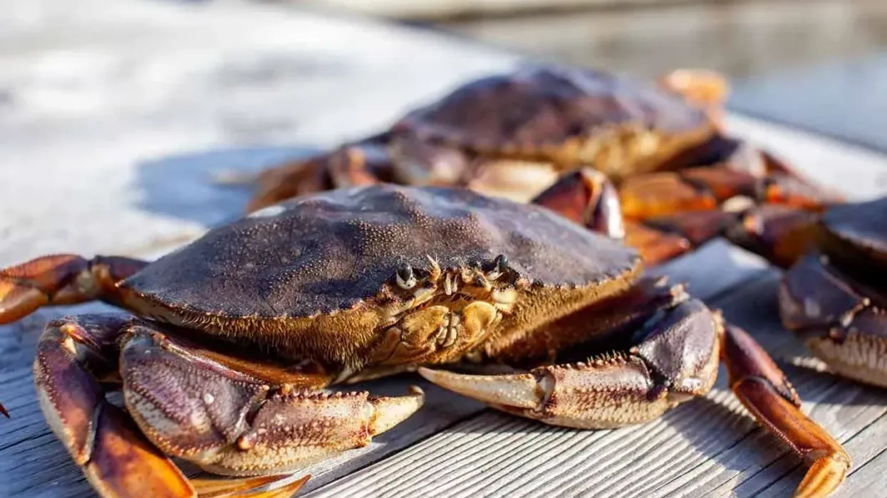 Interesting Dungeness crab facts for everyone to enjoy