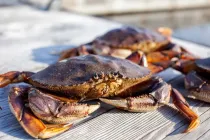 Interesting Dungeness crab facts for everyone to enjoy