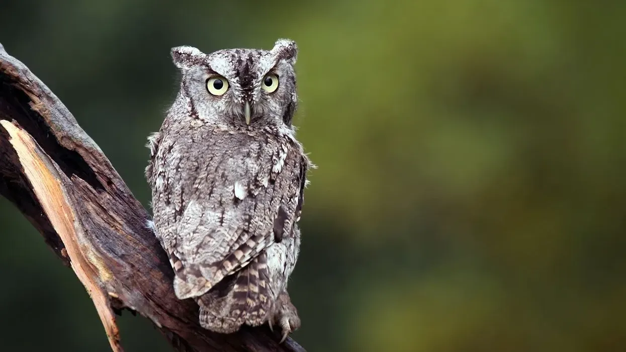 Interesting Eastern screech owl facts to have an in-depth understanding of this species.