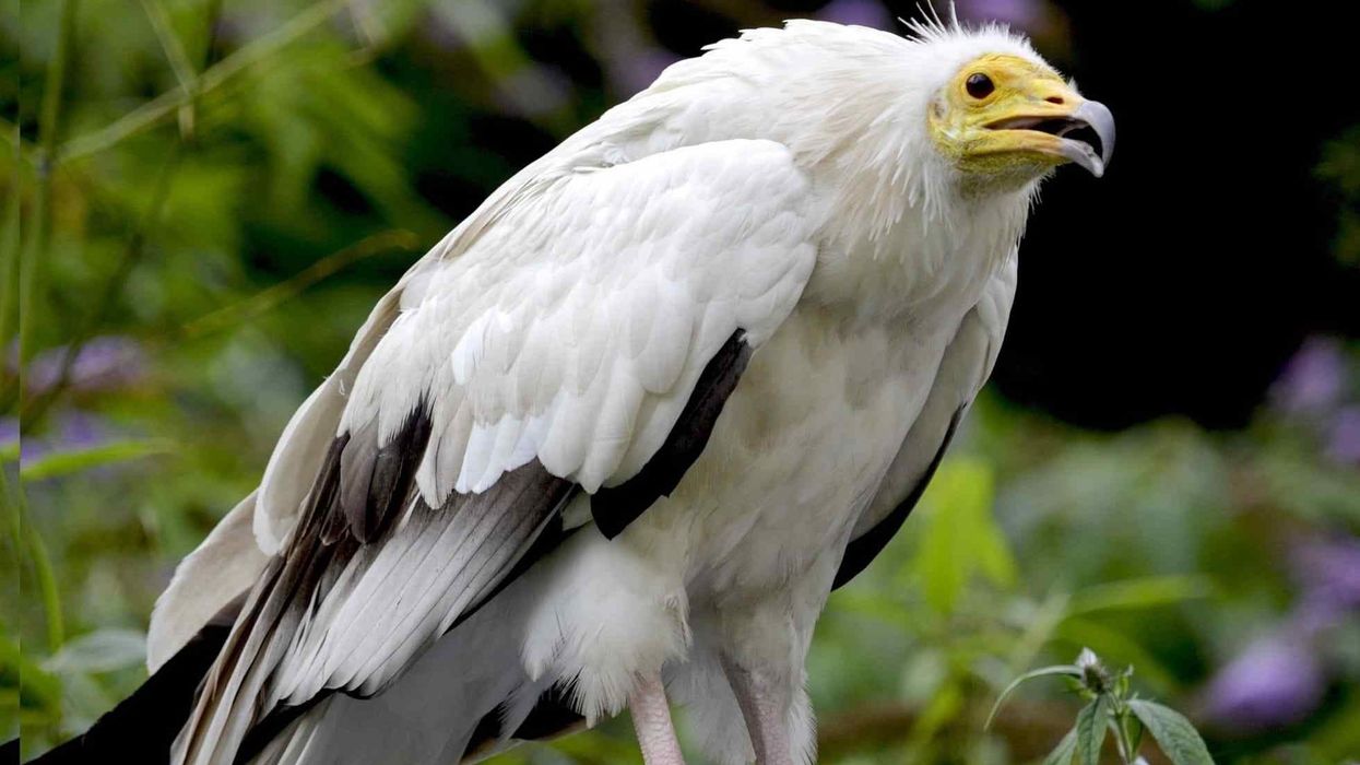 Interesting Egyptian vulture facts to make your day