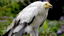 Interesting Egyptian vulture facts to make your day