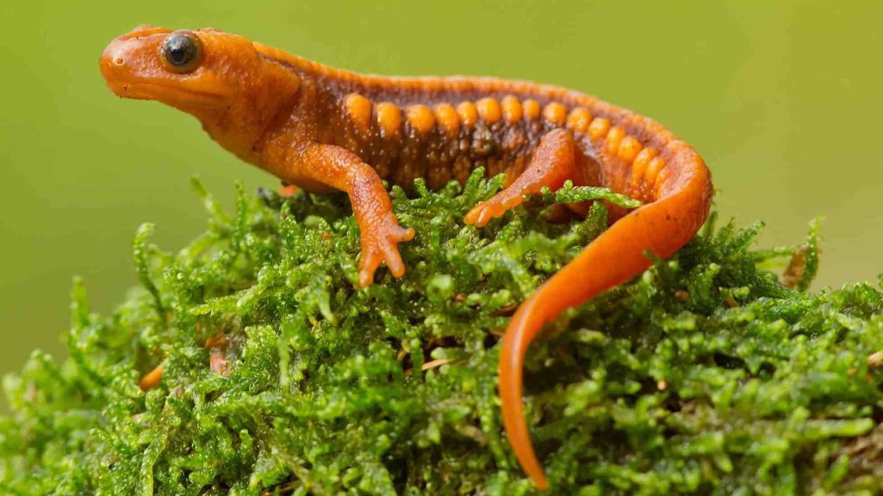 Interesting emperor newt facts for kids
