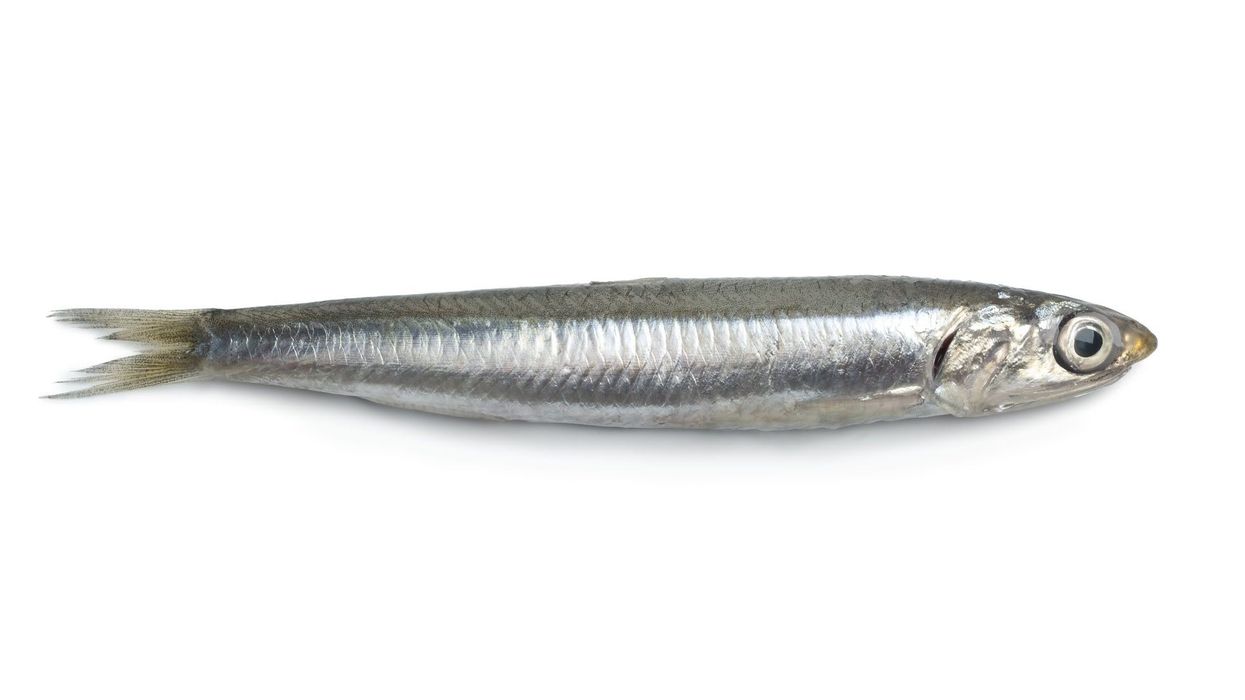 Interesting European anchovy facts for kids