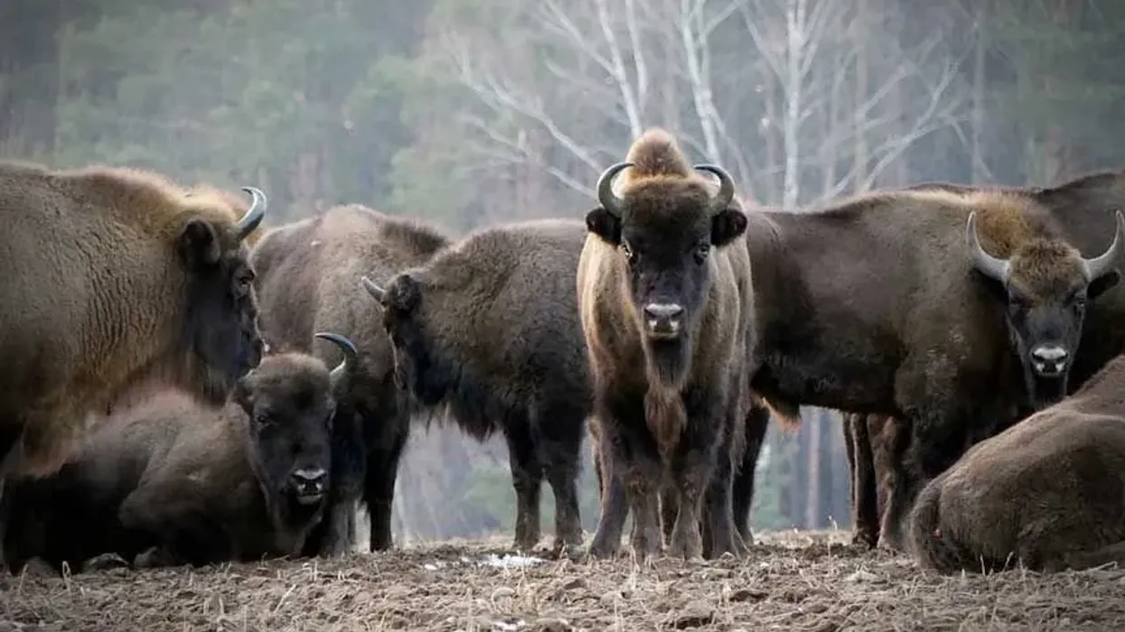 Interesting European bison facts for kids