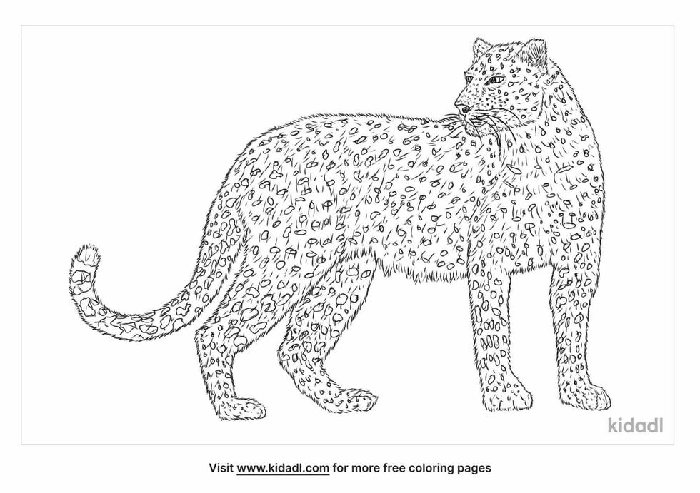 interesting fact about the nominate subspecies 