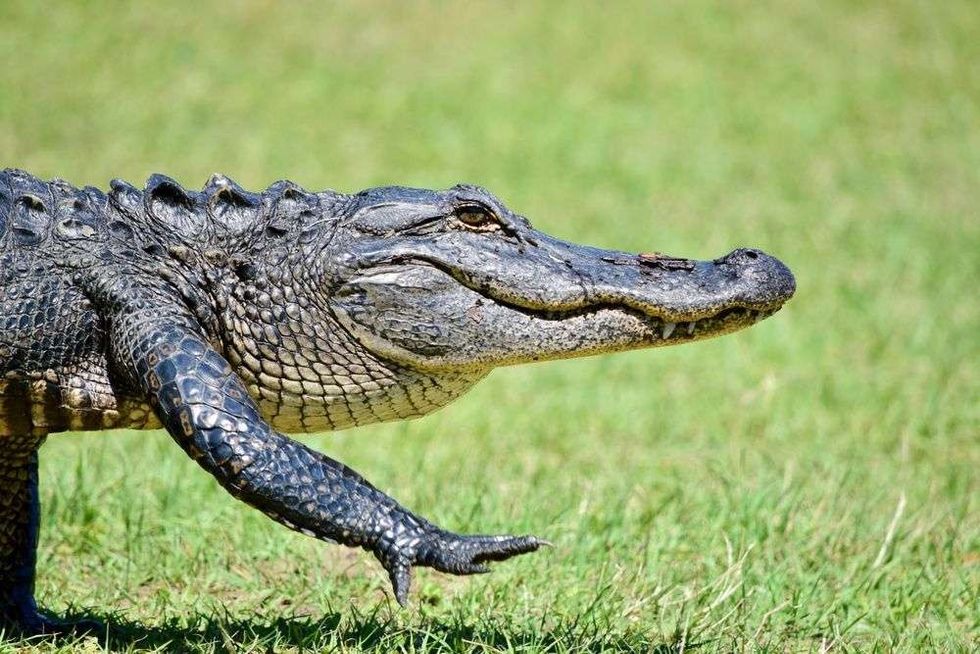 Interesting facts about alligator adaptations.