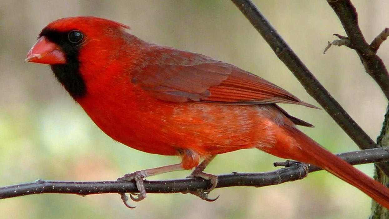 Interesting facts about Redbirds for kids.