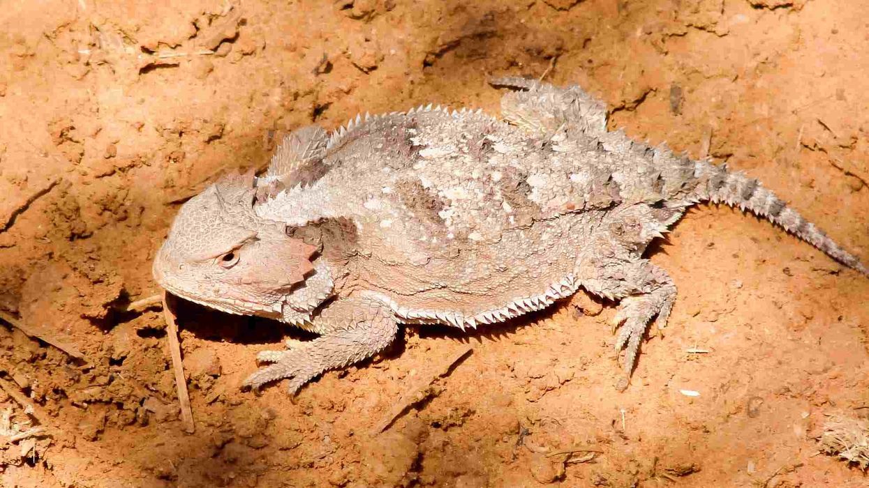 Interesting facts about Regal Horned Lizard for kids.