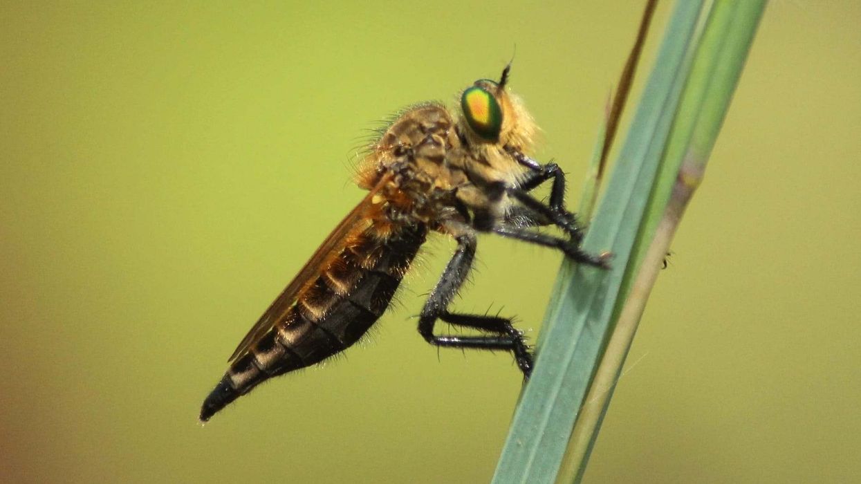 Interesting facts about Robber Fly for kids.