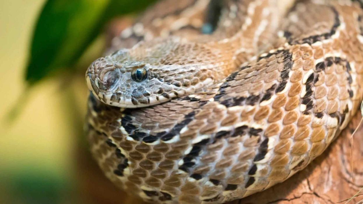 Interesting facts about Russell's Viper for kids.