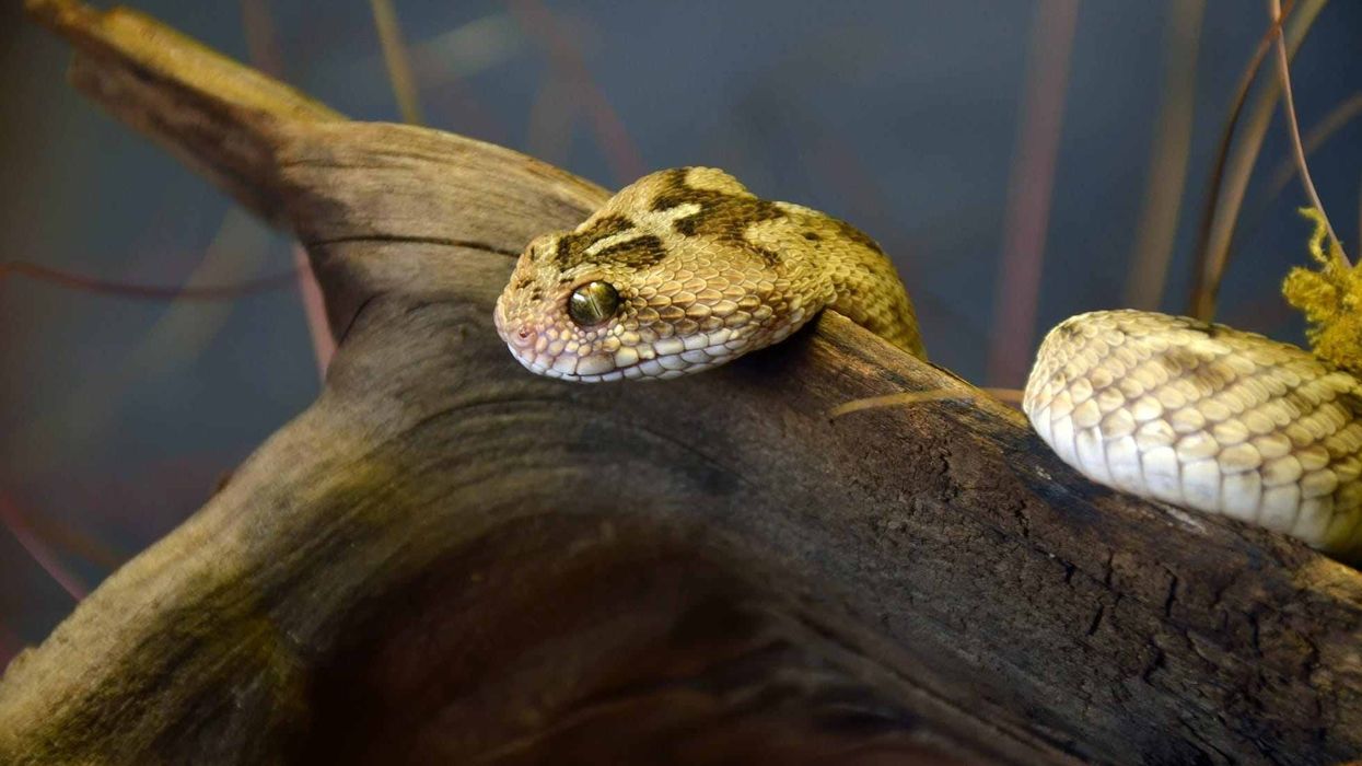 Interesting facts about Saw Scaled Viper.