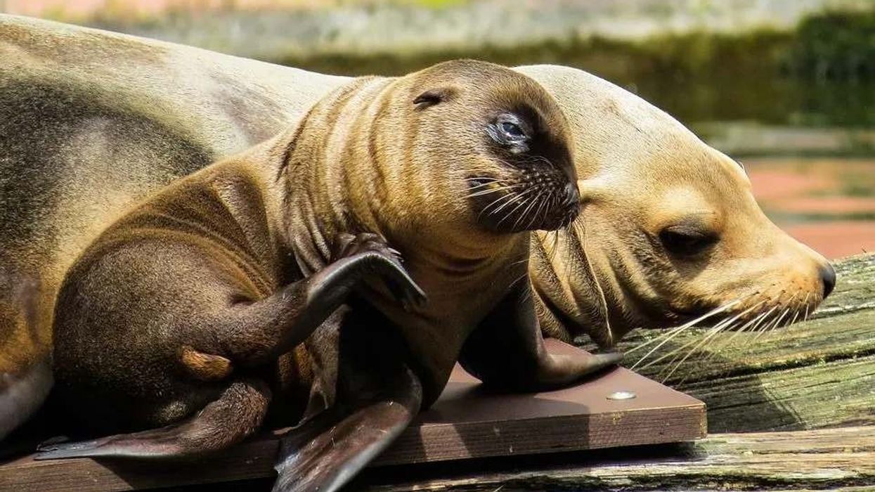 Interesting facts about Sea Lions.