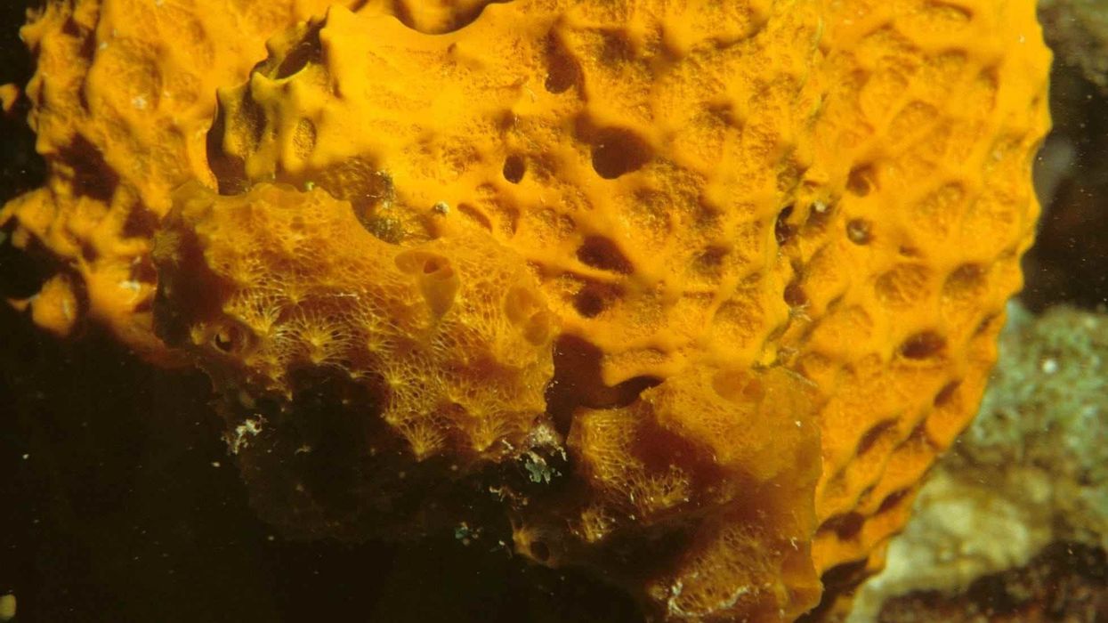 Interesting facts about sea sponge.