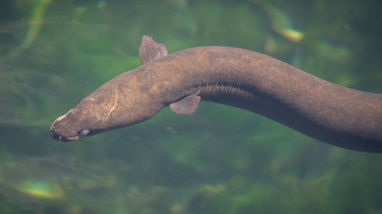Interesting facts about short-finned eel.