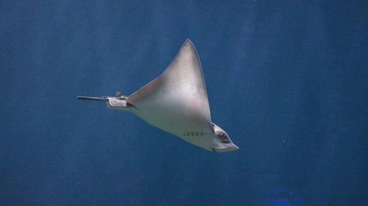 Interesting facts about Short-tail Stingray.