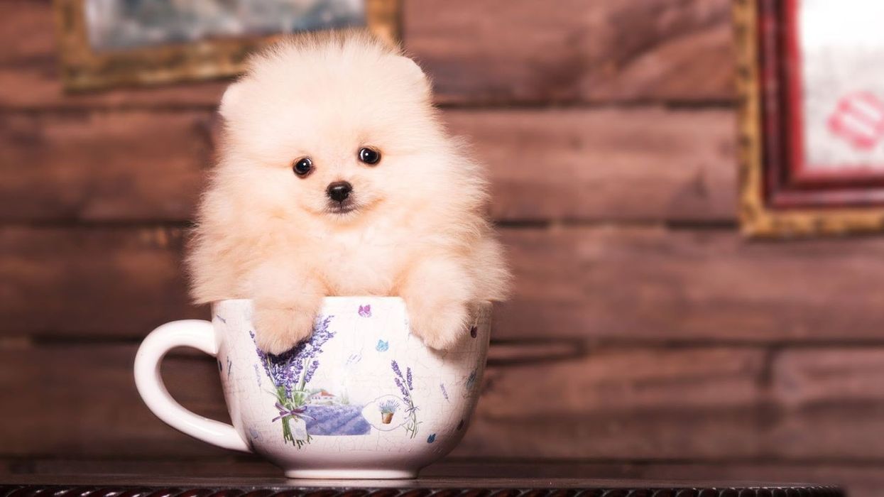 Interesting facts about teacup Pomeranians!