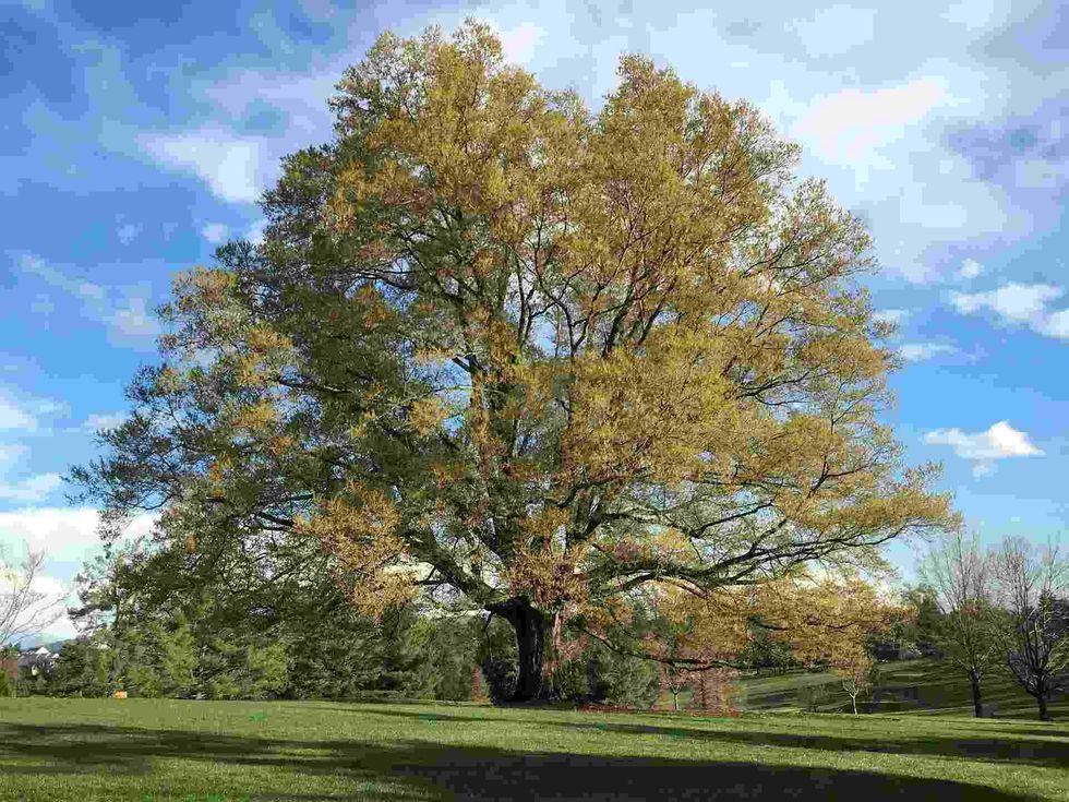 Interesting facts about the beautiful White Oak tree.