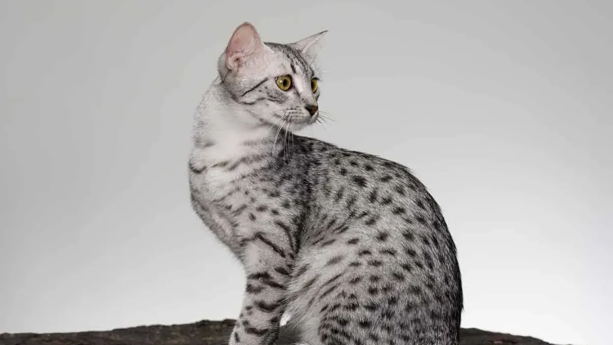 Interesting facts about the Egyptian Mau cat for children