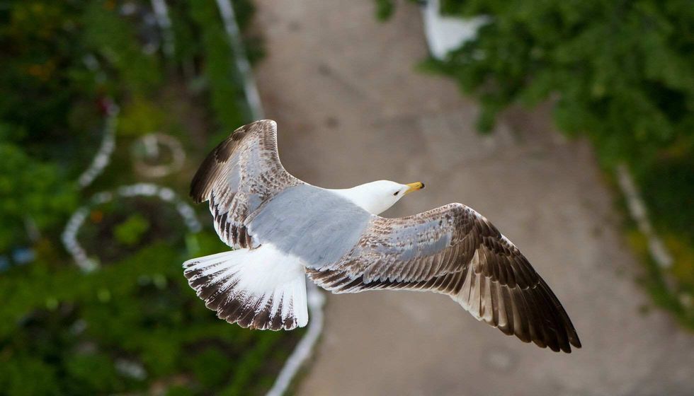 Interesting facts about the flying animals in the world.